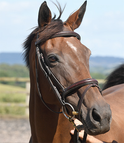 Headshot of the horse