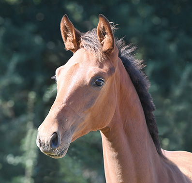 Headshot of the horse